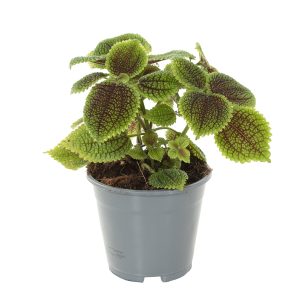 Aanbieding Pilea Involucrata Moonvalley (Vriendschap plant) - P14