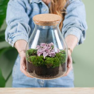 Aanbieding Plantenterrarium Hypoestes roze (DIY)