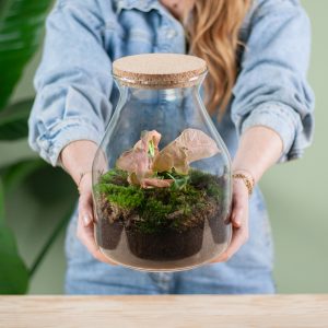 Aanbieding Plantenterrarium Syngonium (DIY)
