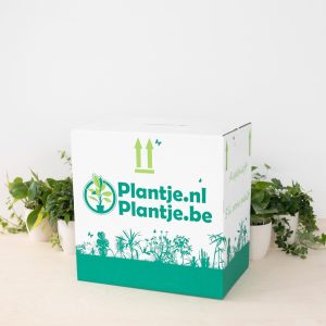 Aanbieding Plantenvoordeelbox - 6 stuks