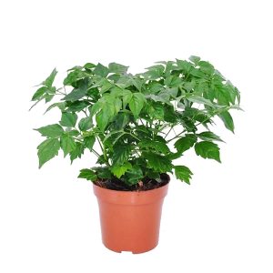 Aanbieding Radermachera Sinica - P 12 cm