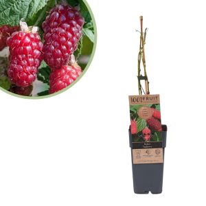 Aanbieding Rubus Tayberry - Taybes (fruitplant) - P15