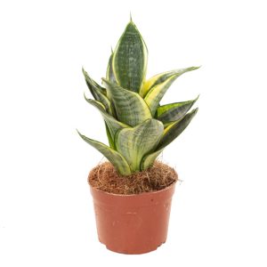 Aanbieding Sansevieria Golden Hahnii (mini) - P6
