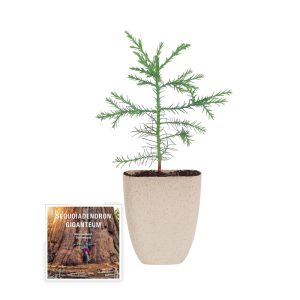 Aanbieding Sequoiadendron giganteum - Grootste boom ter wereld