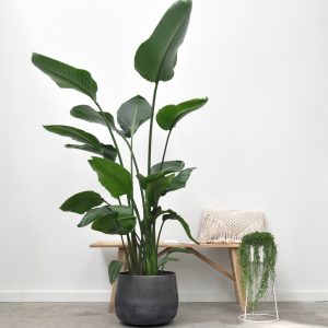 Aanbieding Strelitzia Nicolai - Paradijsvogelplant - P30