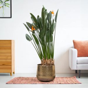 Aanbieding Strelitzia Reginae - Paradijsvogelplant - P30