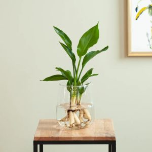 Aanbieding Strelitzia in Modena Vaas - DIY