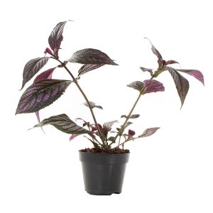 Aanbieding Strobilanthes Dyeriana (Perzisch schild) - P 15 cm