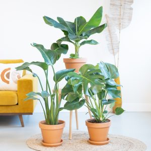 Aanbieding Tropische Plantenbox (3 stuks)