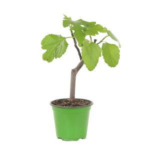 Aanbieding Vijgenboom - Ficus Carica - P14