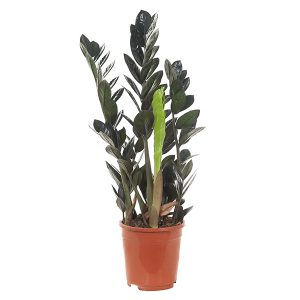 Aanbieding Zamioculcas Raven (Zwart) - P 17 cm