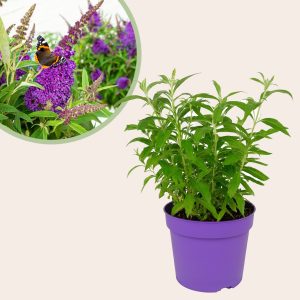 Aanbieding Buddleja Davidii Butterfly Candy Little Purple - Vlinderstruik - P19