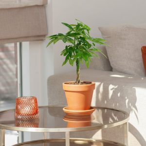 Aanbieding Pachira Aquatica - Geldboom - P17